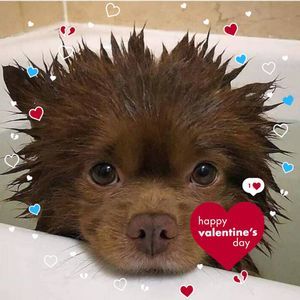 Meet your Posher, Daisy